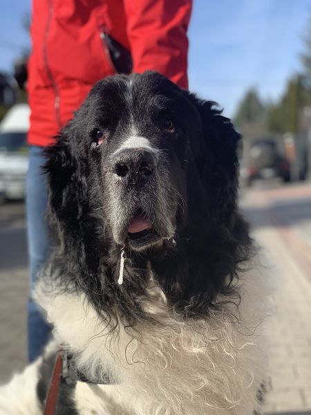 Czarny pies z białymi akcentami na ulicy, art deco